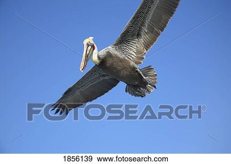 Pelican in flight View Large Photo Image Stock Photo - Pelican in flight. Fotosearch