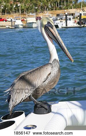 Stock Photo - Pelican sitting on back of boat; Cabo San Lucas, Mexico. Fotosearch