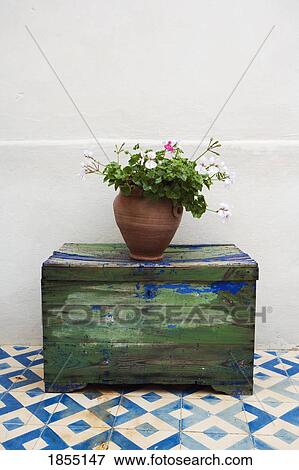 Stock Photo - Plant still life, Morocco. Fotosearch