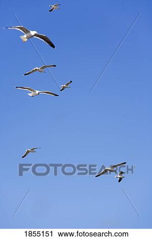 Seagulls flying in Essaouira, Morocco View Large Photo Image Stock Image - Seagulls flying in Essaouira, Morocco. Fotosearch