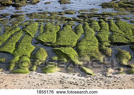 Seaweed on the rocks; Cascais, Portugal View Large Photo Image Stock Photograph - Seaweed on the rocks; Cascais, Portugal. Fotosearch