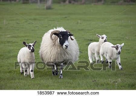Sheep and lambs in a field, Northumberland, England View Large Photo Image Stock Photo - Sheep and lambs in a field, Northumberland, England. Fotosearch
