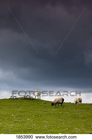 Stock Image - Sheep grazing under dark skies, Northumberland, England. Fotosearch