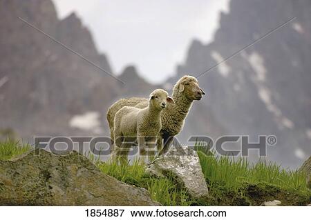 Stock Photo - Sheep in the mountains. Fotosearch