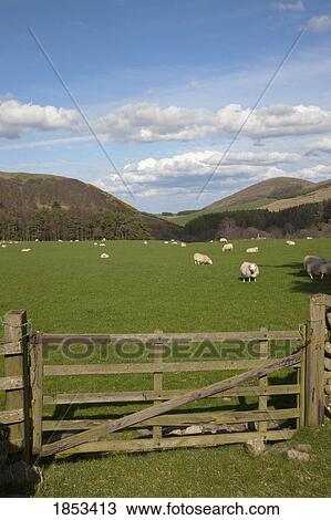 Sheep in the pasture View Large Photo Image Stock Image - Sheep in the pasture. Fotosearch