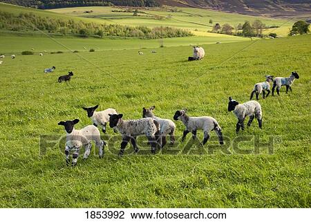 Stock Image - Sheep running in a field, Northumberland, England. Fotosearch