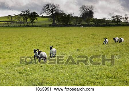 Sheep running in meadow; Northumberland, England View Large Photo Image Stock Image - Sheep running in meadow; Northumberland, England. Fotosearch