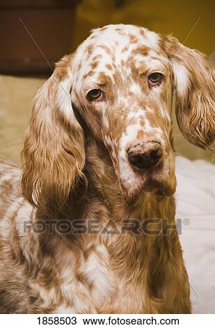 Spotted dog View Large Photo Image Stock Image - Spotted dog. Fotosearch