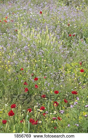 Stock Photo - Springtime poppies and other wildflowers, Granada Province, Andalusia, Spain. Fotosearch