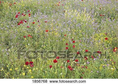 Springtime poppies and other wild flowers. Granada Province, Andalusia, Spain View Large Photo Image Stock Photo - Springtime poppies and other wild flowers. Granada Province, Andalusia, Spain. Fotosearch