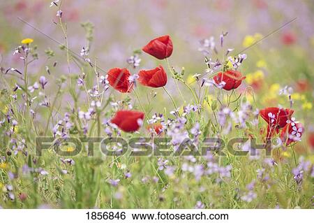 Stock Photograph - Springtime poppies and other wild flowers. Fotosearch