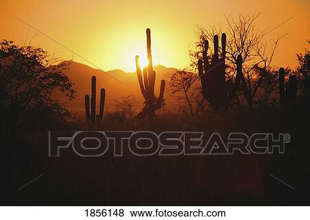 Stock Photo - Sunset with cactus silhouette, Cabo San Lucas, Mexico. Fotosearch