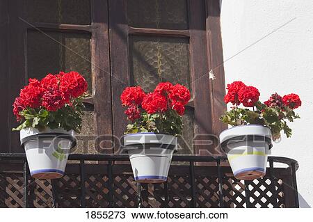 Stock Image - Three flower pots on balcony; Marbella, Malaga Province, Costa del Sol, Spain. Fotosearch