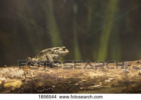 Picture - Toad on a log. Fotosearch