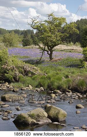 Stock Image - Tree and rocks. Fotosearch
