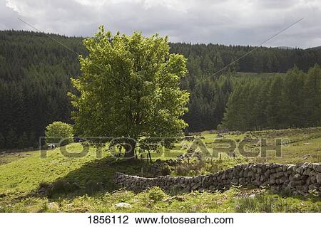 Tree; Dumfries and Galloway, Scotland View Large Photo Image Stock Image - Tree; Dumfries and Galloway, Scotland. Fotosearch