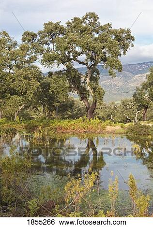 Stock Photograph - Tree lined pond near Tarifa, Cadiz Province, Spain. Fotosearch