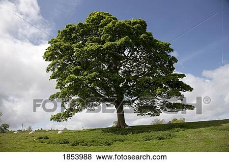 Stock Photo - Tree; Northumberland, England. Fotosearch