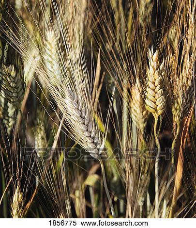 Wheat View Large Photo Image Stock Photography - Wheat. Fotosearch