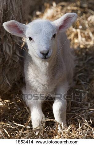 White lamb View Large Photo Image Picture - White lamb. Fotosearch