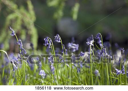Wildflowers View Large Photo Image Stock Photo - Wildflowers. Fotosearch
