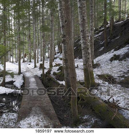 Stock Photo - Winter forest, Whistler, British Columbia, Canada. Fotosearch