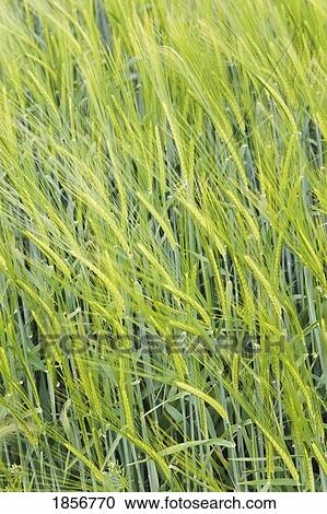 Stock Image - Young green wheat. Fotosearch