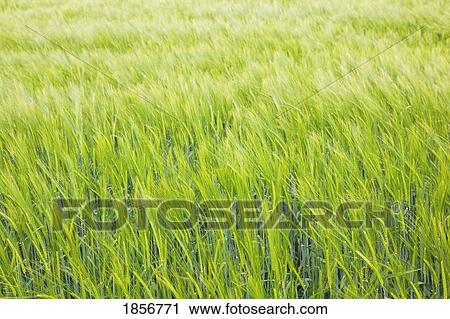 Young green wheat View Large Photo Image Stock Image - Young green wheat. Fotosearch