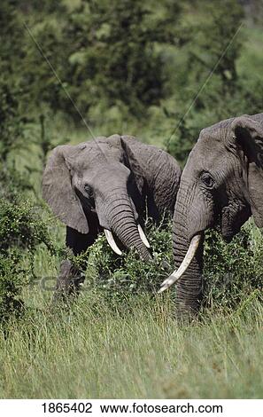African bush elephants in acacia grasslands, Africa View Large Photo Image Stock Image - African bush elephants in acacia grasslands, Africa. Fotosearch