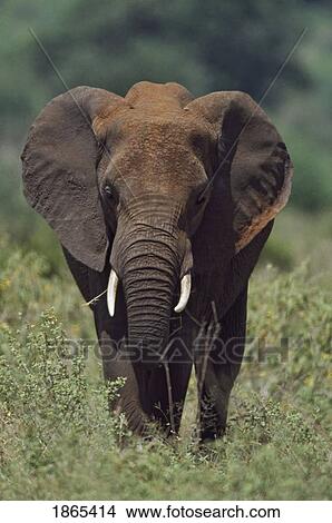 Picture - African elephant, Africa. Fotosearch