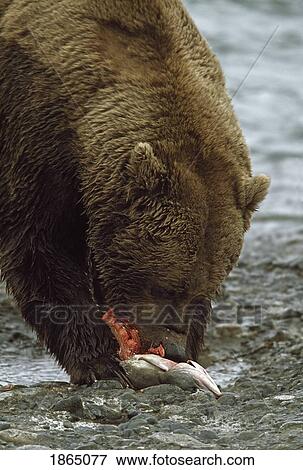 Stock Photo - Alaskan brown bear eating salmon at edge of river, Alaska, USA. Fotosearch