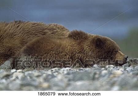 Alaskan brown bear (Ursus arctos) cub sleeping next to its mother, Alaska View Large Photo Image Stock Photo - Alaskan brown bear (Ursus arctos) cub sleeping next to its mother, Alaska. Fotosearch