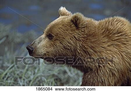 Alaskan brown bear (Ursus arctos) profile portrait View Large Photo Image Picture - Alaskan brown bear (Ursus arctos) profile portrait. Fotosearch