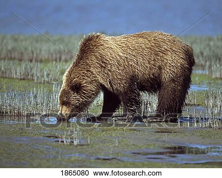Alaskan brown bear (Ursus arctos) drinking, Alaska View Large Photo Image Stock Image - Alaskan brown bear (Ursus arctos) drinking, Alaska. Fotosearch