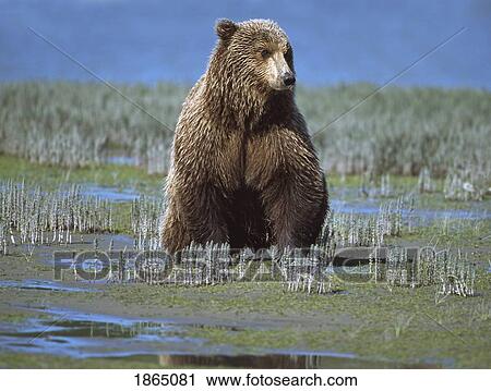 Stock Image - Alaskan brown bear (Ursus arctos) searching tide plain. Fotosearch