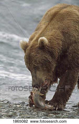Stock Image - Alaskan brown bear (Ursus arctos) eating salmon at edge of river. Fotosearch
