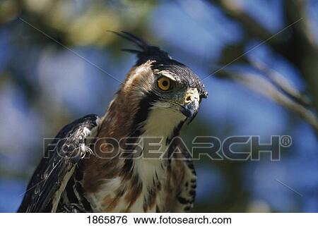 Stock Photograph - Alert ornate hawk-eagle. Fotosearch