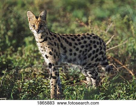 Alert serval, Africa View Large Photo Image Stock Image - Alert serval, Africa. Fotosearch