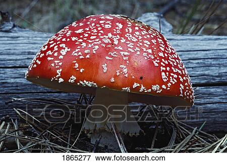 Stock Photo - Amanita muscaria mushroom next to log. Fotosearch