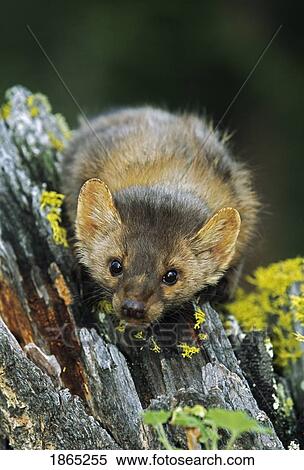 Stock Photography - American marten on tree stump. Fotosearch