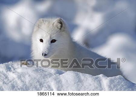 Picture - Arctic fox exploring fresh snow. Fotosearch