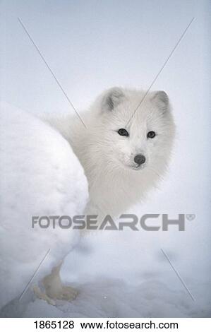 Stock Photo - Arctic fox exploring fresh snow. Fotosearch