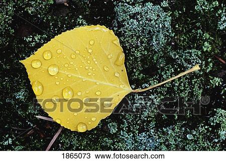 Aspen leaf on lichen with raindrops, Alaska, USA View Large Photo Image Stock Image - Aspen leaf on lichen with raindrops, Alaska, USA. Fotosearch