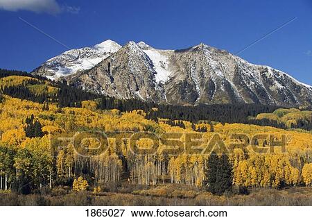 Aspen trees in autumn, Rocky Mountains, Colorado, USA View Large Photo Image Stock Photo - Aspen trees in autumn, Rocky Mountains, Colorado, USA. Fotosearch