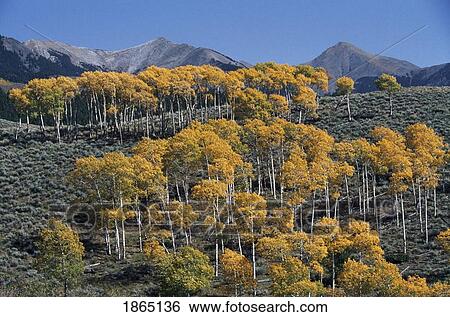 Stock Photograph - Aspens in the foothills, Sangre De Cristo Mountains, Colorado, USA. Fotosearch