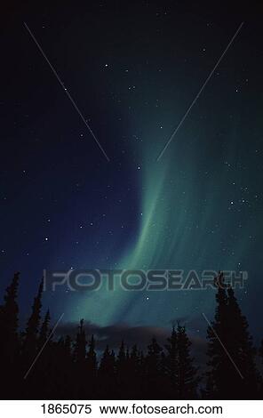 Stock Photography - Aurora borealis above spruce trees, Alaska, USA. Fotosearch