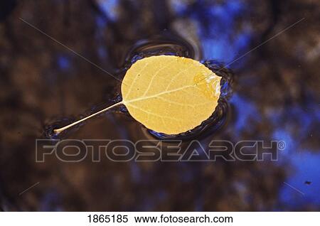 Autumn aspen leaf (Populus tremuloides)floating on water pool, New Mexico, USA View Large Photo Image Stock Photography - Autumn aspen leaf (Populus tremuloides)floating on water pool, New Mexico, USA. Fotosearch