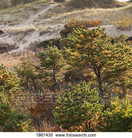 Stock Photography - Autumn in sand dunes, Sag Harbor, New York, USA. Fotosearch