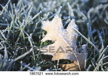 Stock Image - Autumn leaf covered in frost. Fotosearch