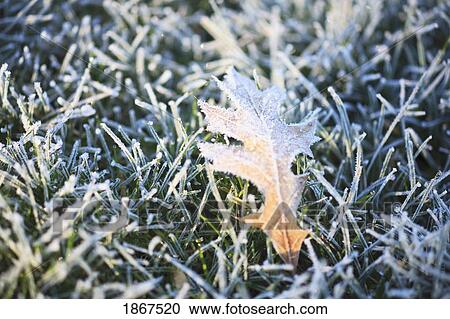 Autumn leaf in frozen grass View Large Photo Image Stock Image - Autumn leaf in frozen grass. Fotosearch